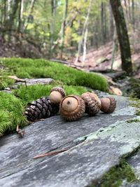 Close-up of stone on tree trunk in forest