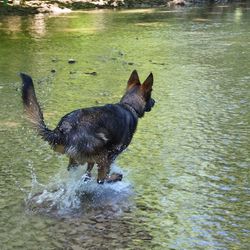 Black dog in a lake