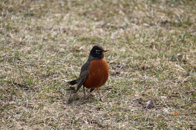 Bird on grassy field