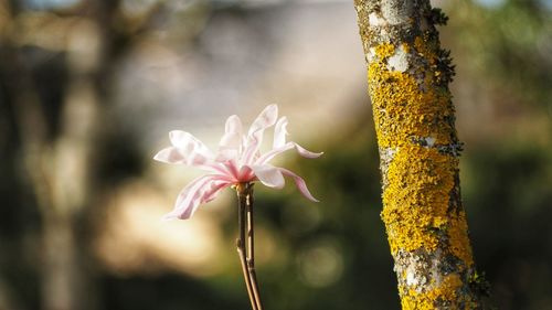 Close-up of yellow flowering plant against tree trunk