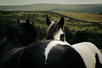 Two horses in the field