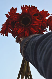Low angle view of person holding red flowering plant against sky
