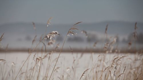 Close-up of wheat growing on field against sky