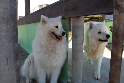 View of two dogs