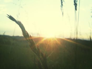 Scenic view of field against sky at sunset