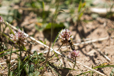 Close-up of bee on flower field