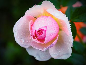 Close-up of wet pink rose blooming outdoors