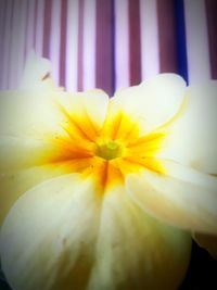 Close-up of white flower