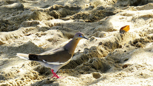 Close-up of seagull on beach