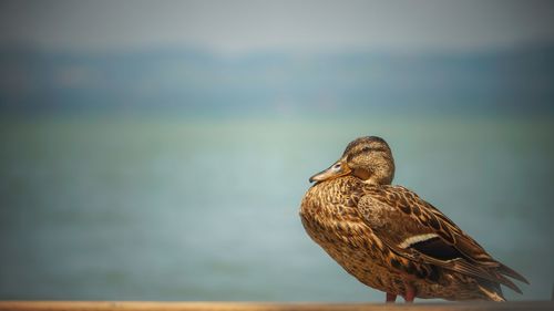 Bird perching on a rock against sea