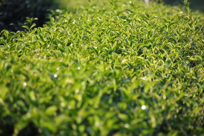 Close-up of green leaves on field