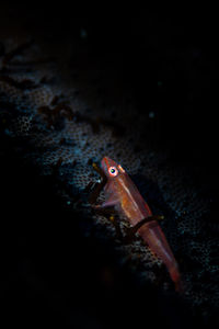 Close-up of fish swimming in sea