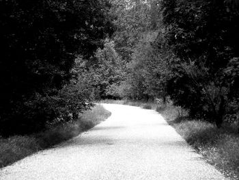 Road amidst trees