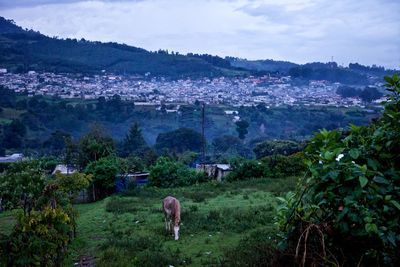 View of a horse on field