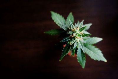 High angle view of small plant on table