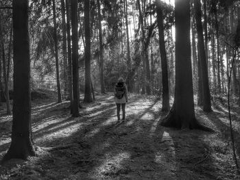 Silhouette of trees in forest