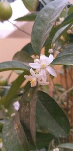 Close-up of white flowering plant