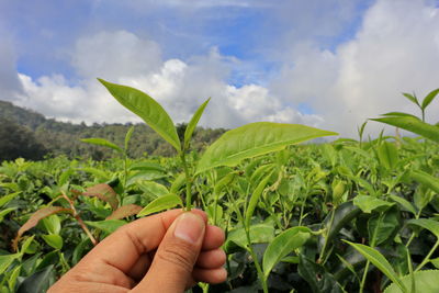 Cropped hand holding tea plant against sky