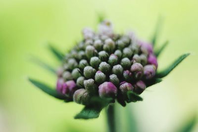 Close-up of purple flowering plant