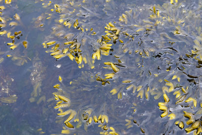 High angle view of leaves in sea