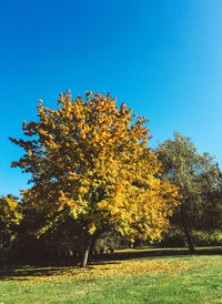 Low angle view of flower tree against clear blue sky