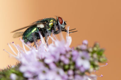 Close-up of insect on flower