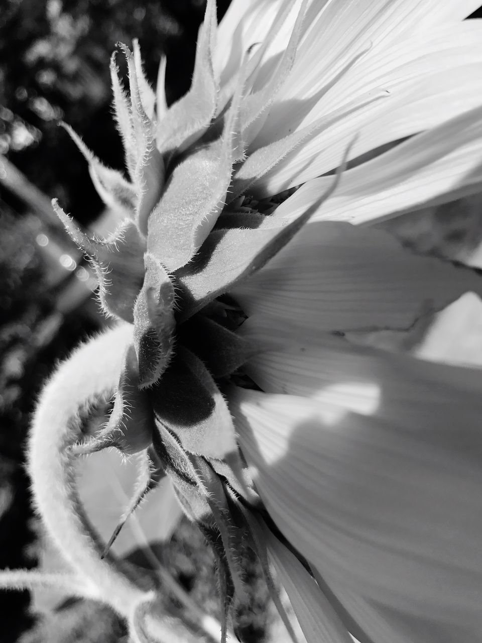 nature, growth, flower, close-up, fragility, beauty in nature, plant, no people, day, outdoors, freshness, flower head