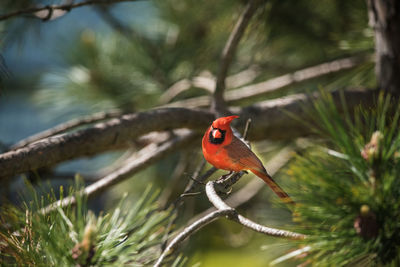 Cardinal in pine tree on windy day