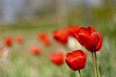 Close-up of red tulips blooming in field