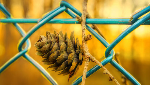 Close-up of yellow flower on metal fence