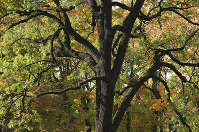 Low angle view of large tree in forest