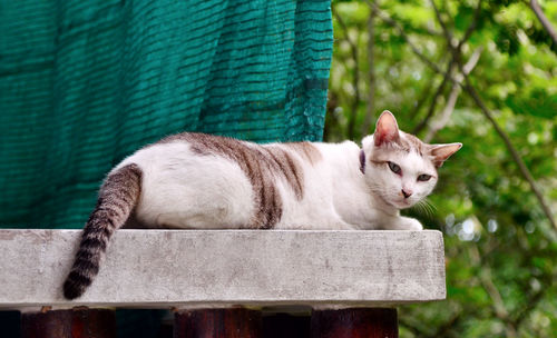 Close-up of a cat looking away