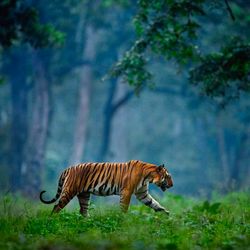 animal