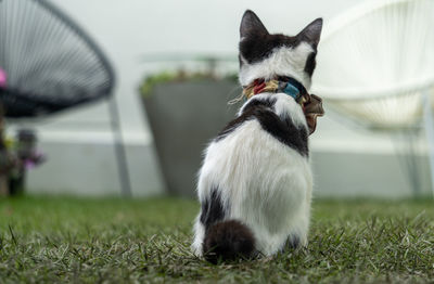 Close-up of a cat on field