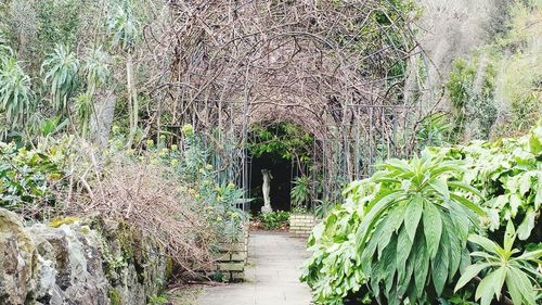 Footpath amidst plants