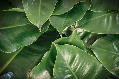 Full frame shot of green leaves