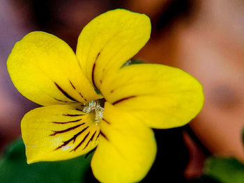 Close-up of yellow flowering plant