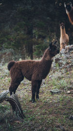 Llama standing on a forest