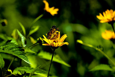 Close-up of bee pollinating on yellow flower