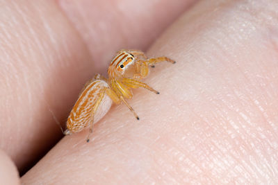 Close-up of insect on hand