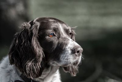 Close-up of english springer spaniel looking away