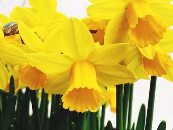Close-up of yellow flowers blooming outdoors