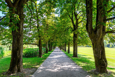 Road amidst trees