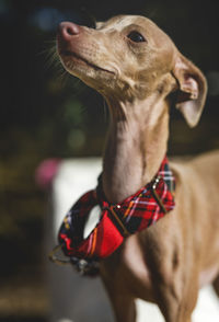 Close-up of dog sitting on footpath