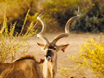 Kudu antelope portrait