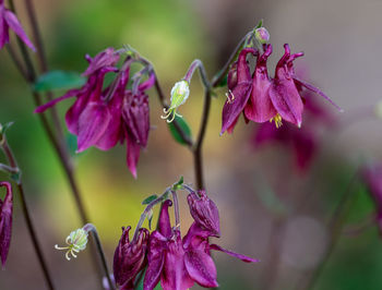 Close-up of pink flowering plant