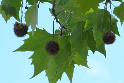 Close-up of leaves on tree