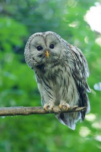 Portrait of owl perching on tree