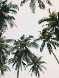 Low angle view of palm trees against clear sky