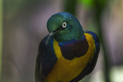 Close-up of parrot